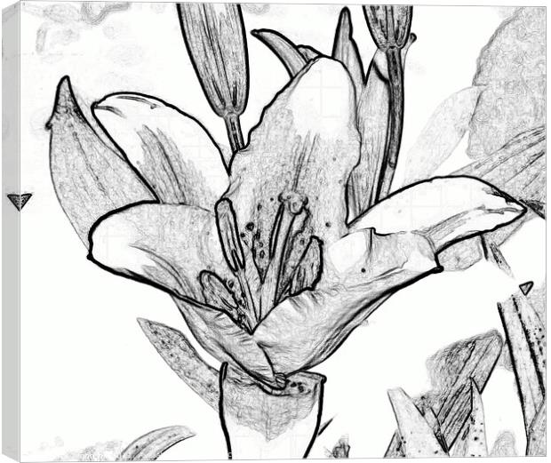 Digital black and white drawing of a Lily. Canvas Print by john hill
