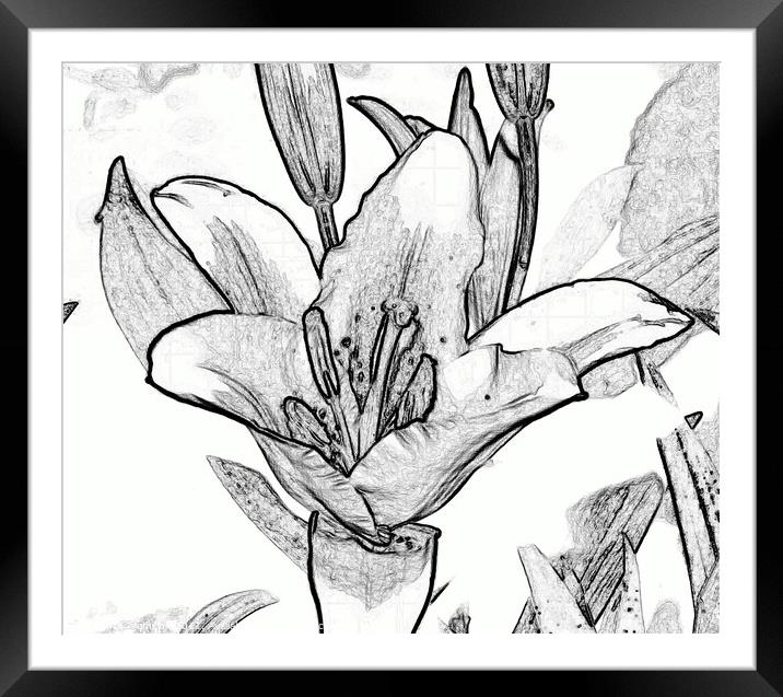 Digital black and white drawing of a Lily. Framed Mounted Print by john hill