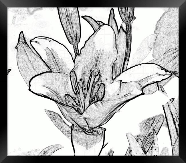 Digital black and white drawing of a Lily. Framed Print by john hill