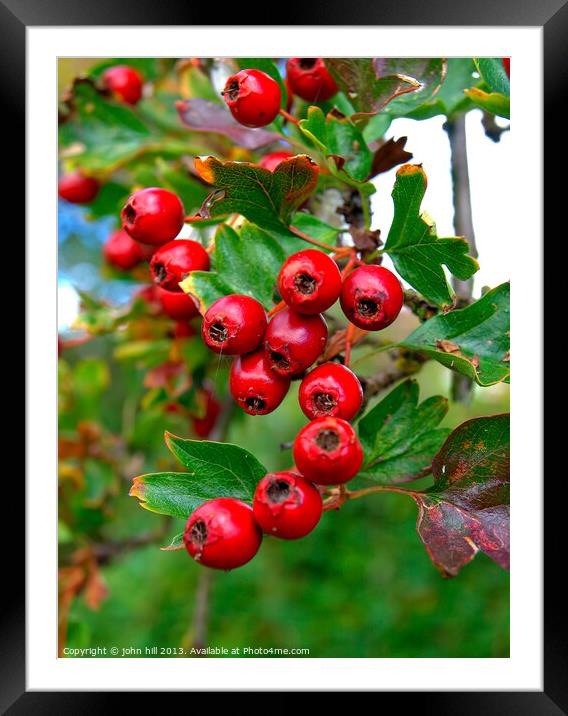 Hawthorne berries in close up. Framed Mounted Print by john hill