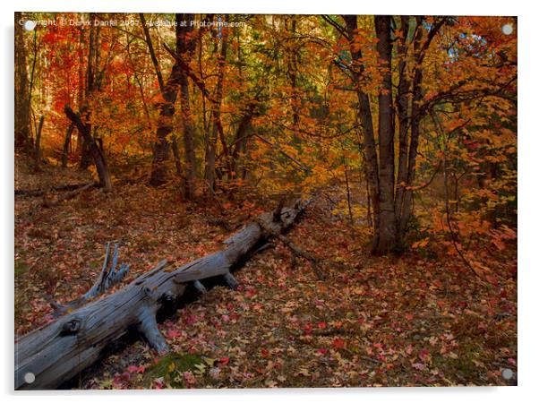 Autumn in Oak Creek Canyon, Sedona Acrylic by Derek Daniel