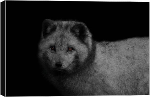 Arctic Fox Canvas Print by rawshutterbug 