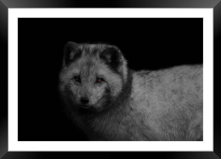 Arctic Fox Framed Mounted Print by rawshutterbug 