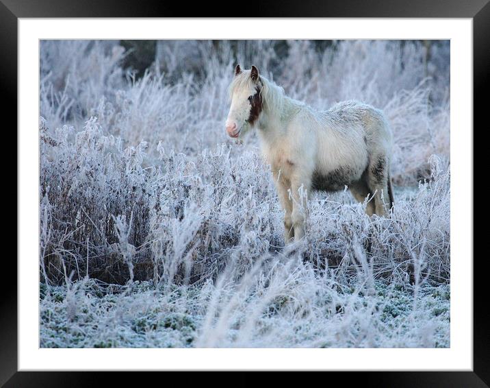 Out in the cold Framed Mounted Print by Steve Adams