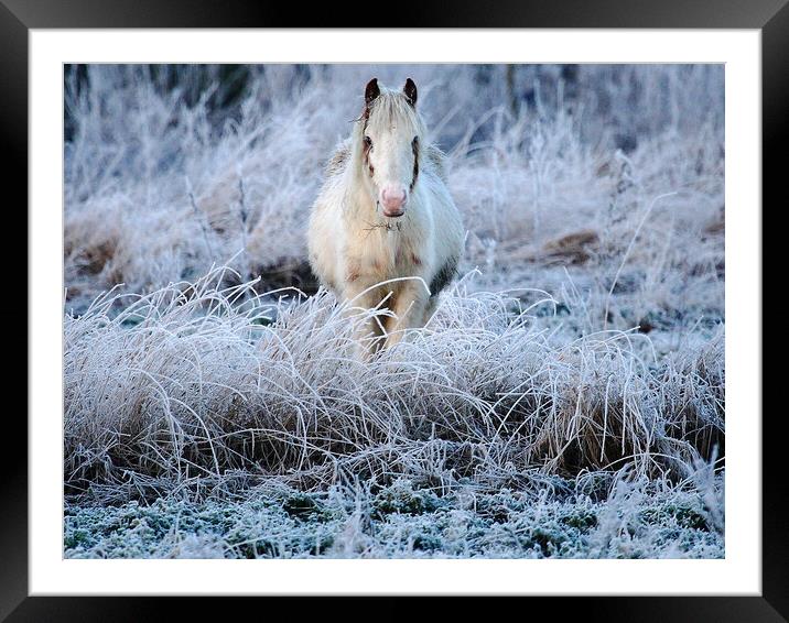 Frosty horse Framed Mounted Print by Steve Adams