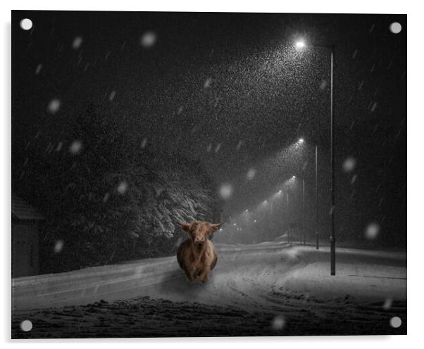 Snowy Coo, Kilsyth Acrylic by Samuel Kerr