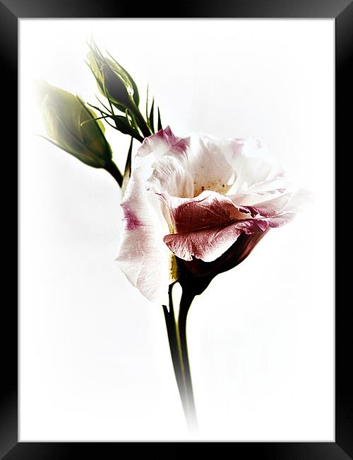 Simplicity Framed Print by Aj’s Images