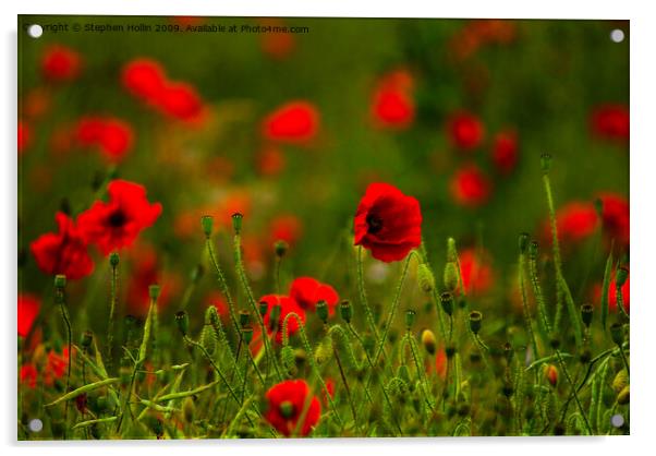 Poppy Field Acrylic by Stephen Hollin
