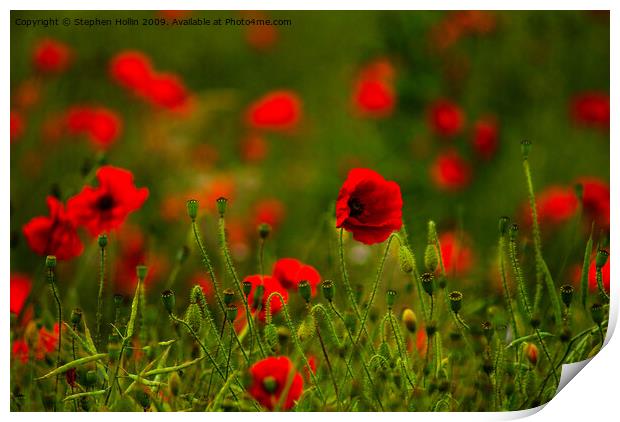 Poppy Field Print by Stephen Hollin