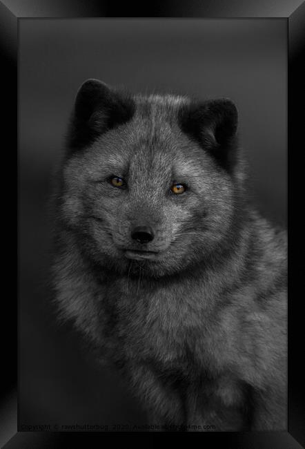 Arctic Fox Looking You Framed Print by rawshutterbug 