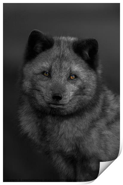 Arctic Fox Looking You Print by rawshutterbug 