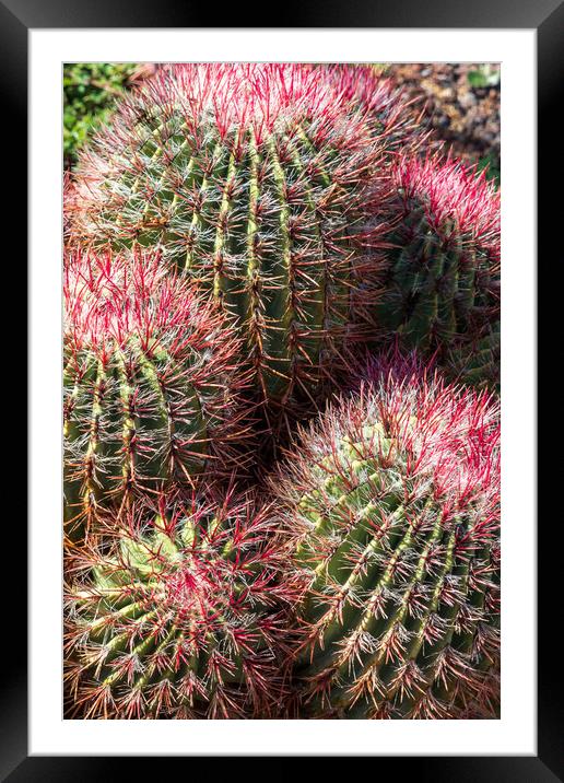 cactus Framed Mounted Print by chris smith