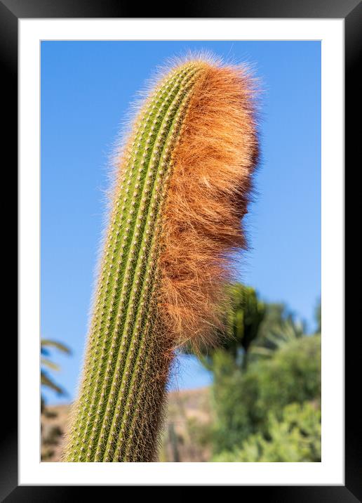 cactus Framed Mounted Print by chris smith