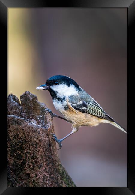 Coal tit (Periparus ater) Framed Print by chris smith
