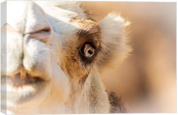 Camel Canvas Print by chris smith