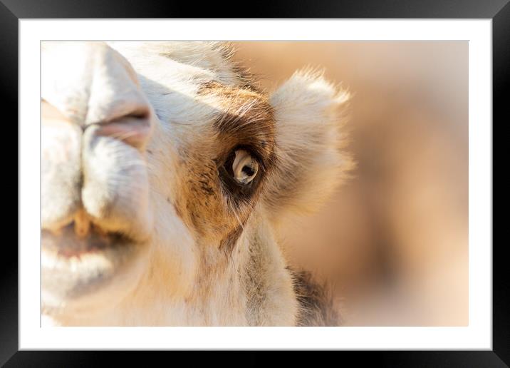 Camel Framed Mounted Print by chris smith