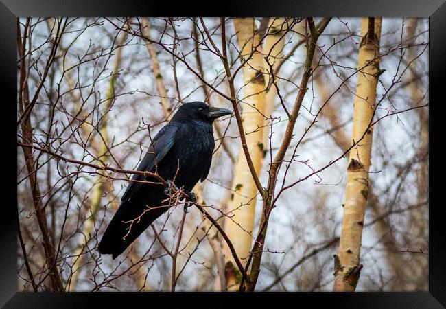Carrion crow (Corvus corone) Framed Print by chris smith