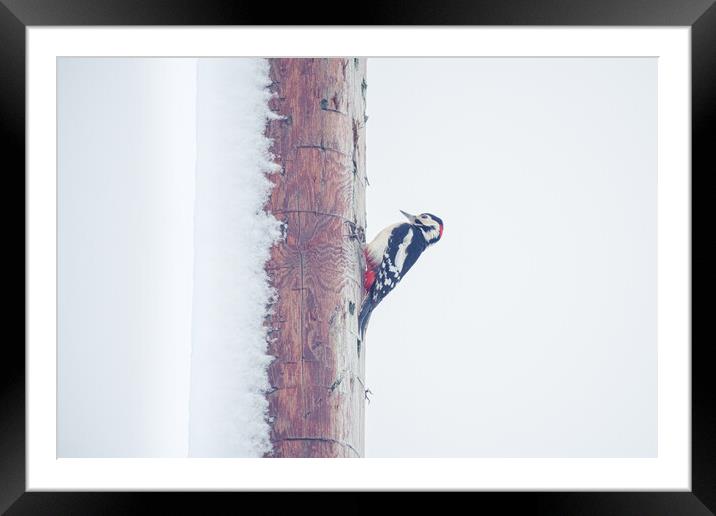 Snowy Woodpecker Framed Mounted Print by Duncan Loraine