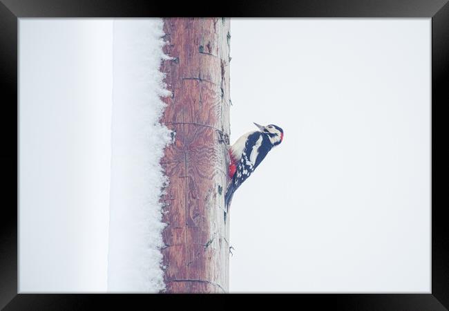 Snowy Woodpecker Framed Print by Duncan Loraine