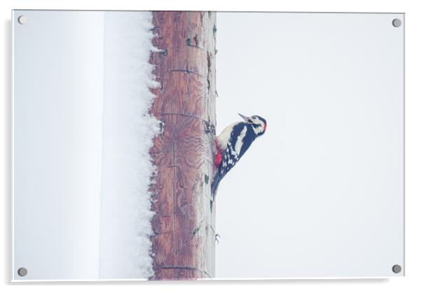 Snowy Woodpecker Acrylic by Duncan Loraine