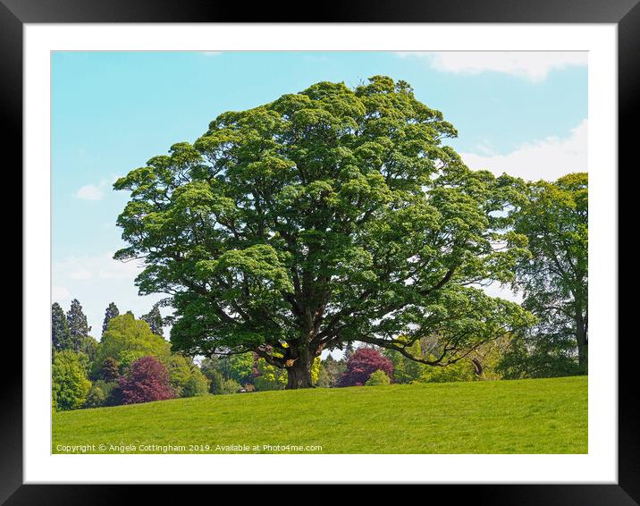 Summer Sycamore Framed Mounted Print by Angela Cottingham