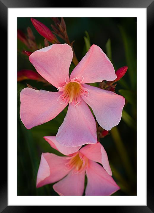 Pink Oleander Framed Mounted Print by Jacqi Elmslie