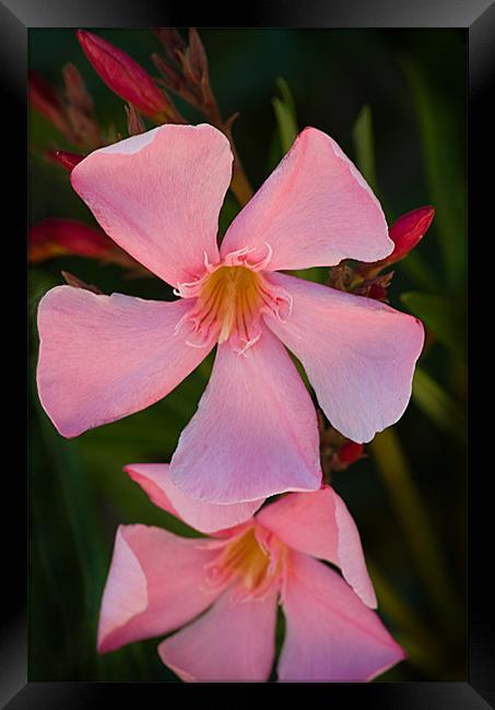 Pink Oleander Framed Print by Jacqi Elmslie