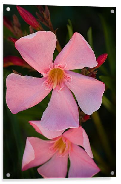Pink Oleander Acrylic by Jacqi Elmslie