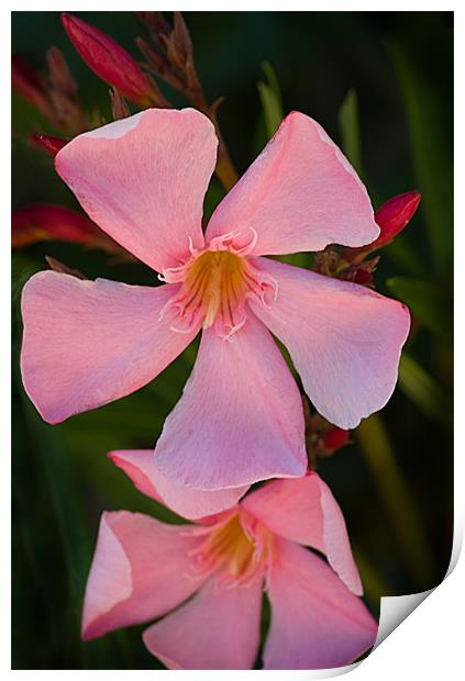 Pink Oleander Print by Jacqi Elmslie