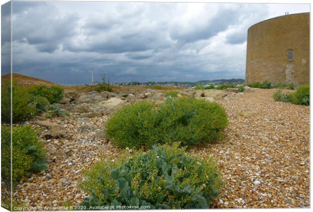 Martello Tower and Wild Sea Kale  Canvas Print by Antoinette B