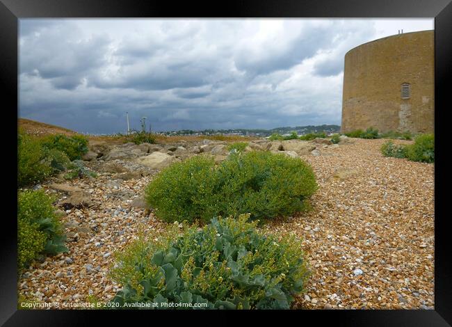 Martello Tower and Wild Sea Kale  Framed Print by Antoinette B