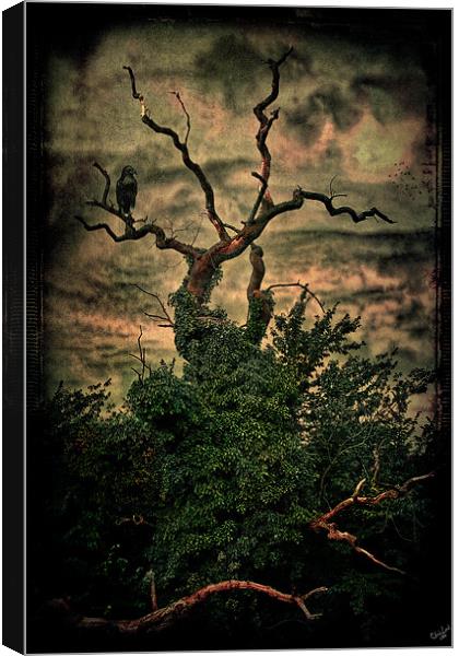 The Raven's Tree Canvas Print by Chris Lord