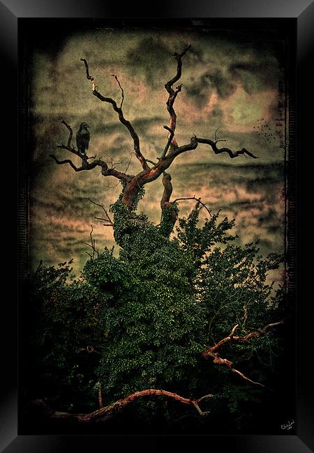 The Raven's Tree Framed Print by Chris Lord