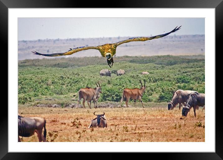 African Safari Framed Mounted Print by Michael Smith