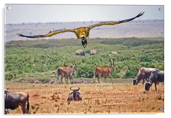 African Safari Acrylic by Michael Smith
