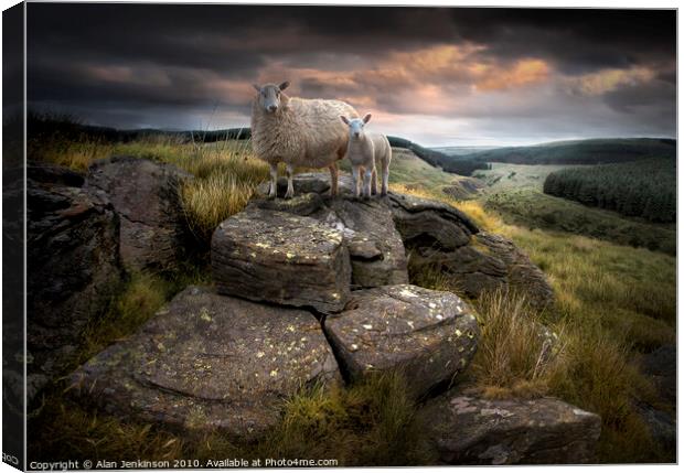 Ruminant Stare near Glyncorrwg, South Wales Canvas Print by Alan Jenkinson
