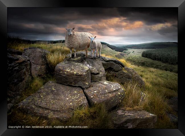 Ruminant Stare near Glyncorrwg, South Wales Framed Print by Alan Jenkinson