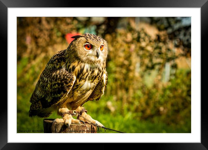 Hootie Framed Mounted Print by Christopher Kelly