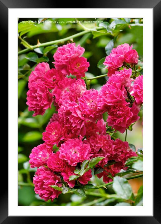Delicate pink-red beautiful flowers of climbing roses blooming in the summer garden, close-up. Framed Mounted Print by Sergii Petruk