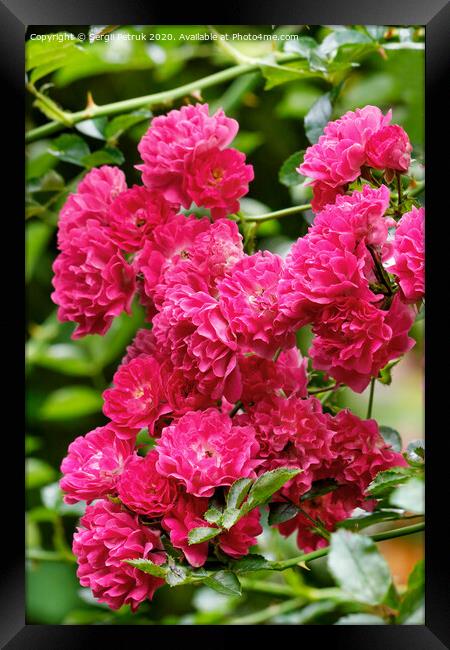 Delicate pink-red beautiful flowers of climbing roses blooming in the summer garden, close-up. Framed Print by Sergii Petruk