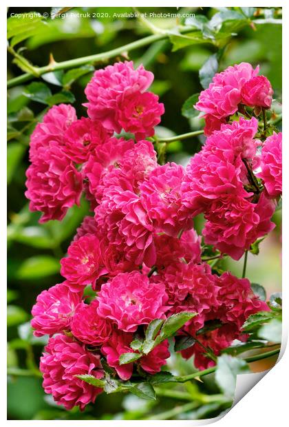 Delicate pink-red beautiful flowers of climbing roses blooming in the summer garden, close-up. Print by Sergii Petruk