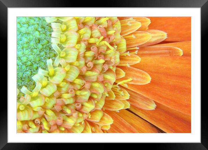 Gerbera Framed Mounted Print by Chris Day