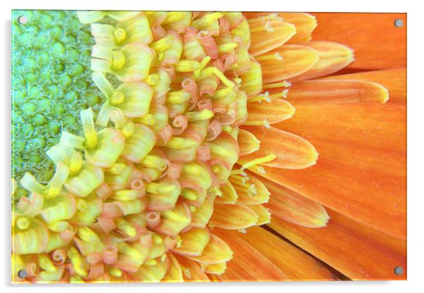 Gerbera Acrylic by Chris Day