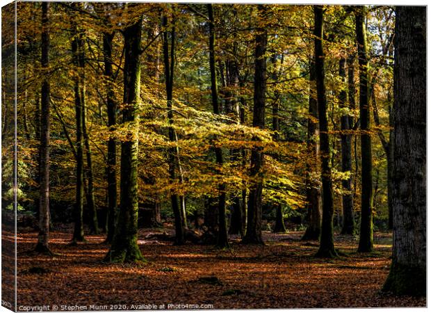Autumn New Forest Colours Canvas Print by Stephen Munn