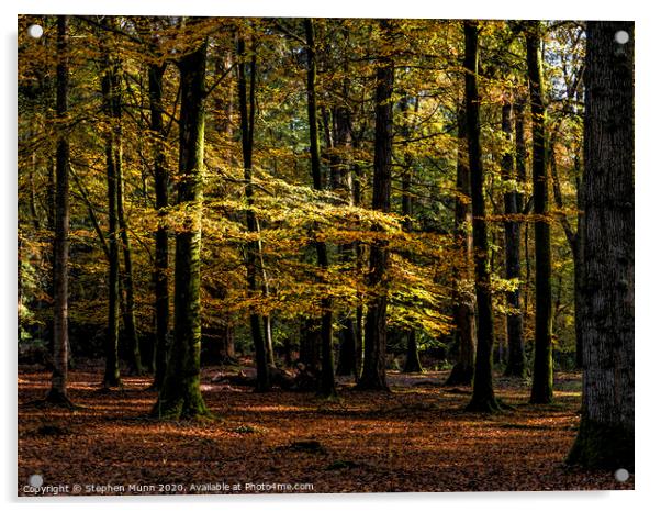 Autumn New Forest Colours Acrylic by Stephen Munn