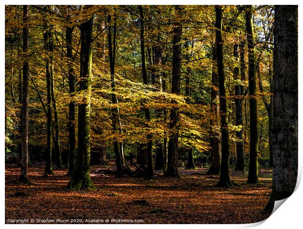 Autumn New Forest Colours Print by Stephen Munn