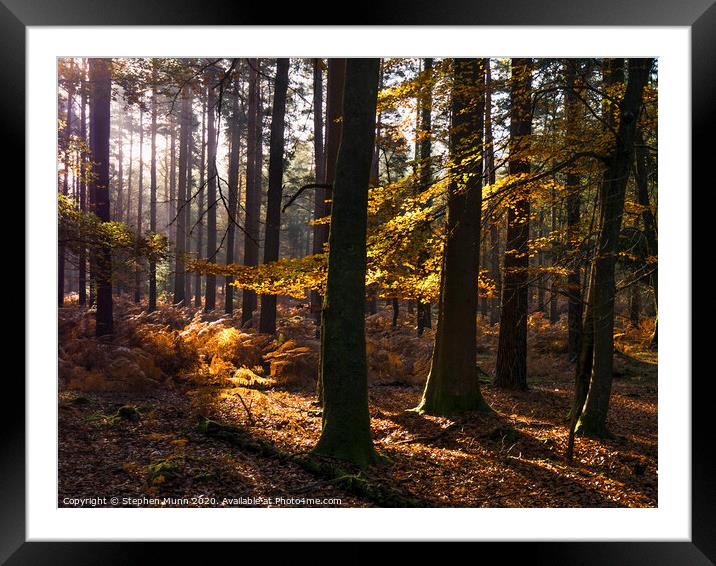 Sunlight into the Autumn New Forest Framed Mounted Print by Stephen Munn