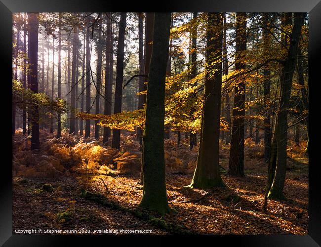 Sunlight into the Autumn New Forest Framed Print by Stephen Munn