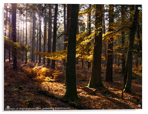 Sunlight into the Autumn New Forest Acrylic by Stephen Munn