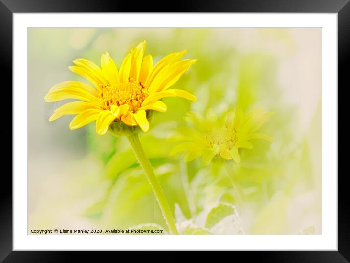 Sunshine on a Cloudy Day flower  Framed Mounted Print by Elaine Manley